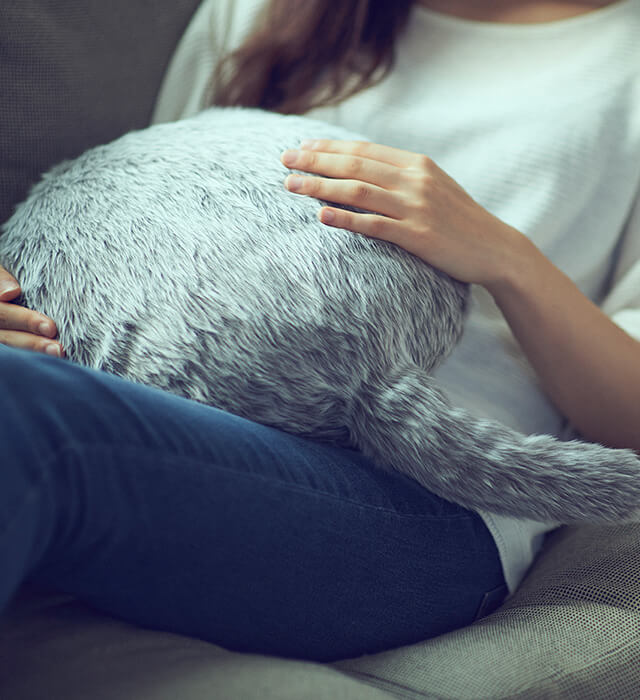 Qoobo Petit Qoobo A Tailed Cushion That Heals Your Heart